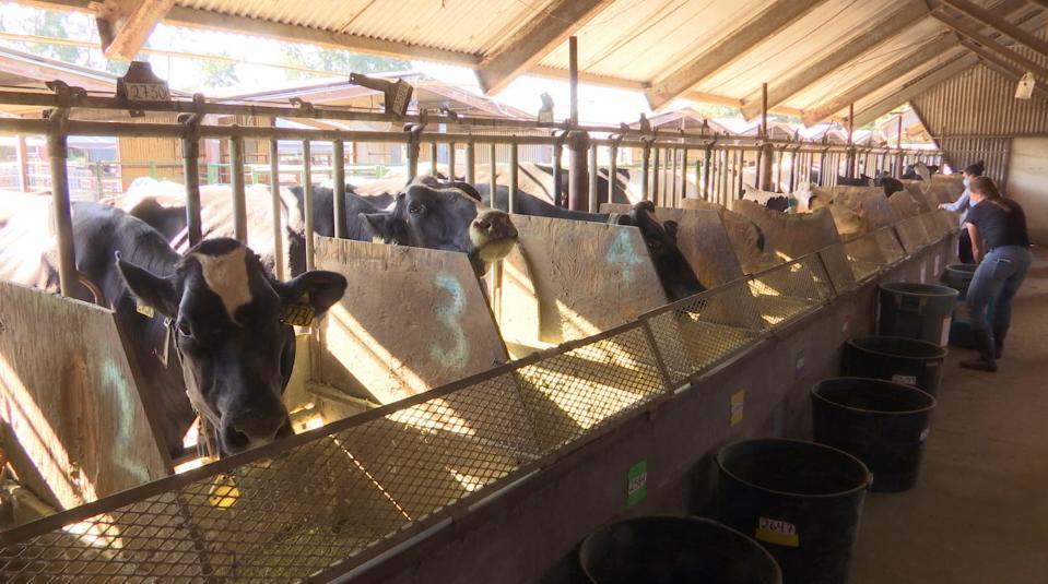 Dairy cows at a farm at the University of California Davis. California is the country’s biggest milk producer, and more than a third of U.S. dairy exports come from the state.