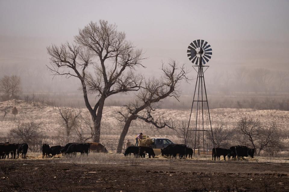 Ranchers are utilizing the much-needed donated hay to keep their cattle fed after wildfires blackened the pastures that cattle would typically be grazing as spring arrives.