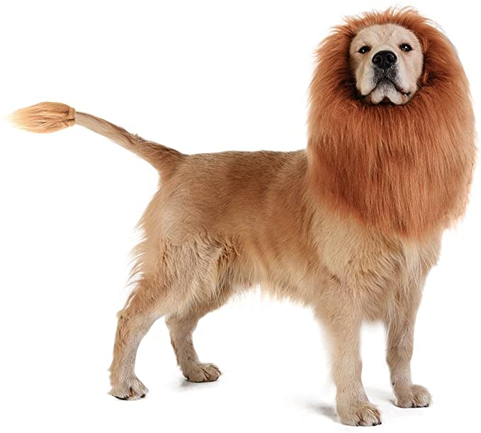 dog lion costume, Halloween costume for dogs