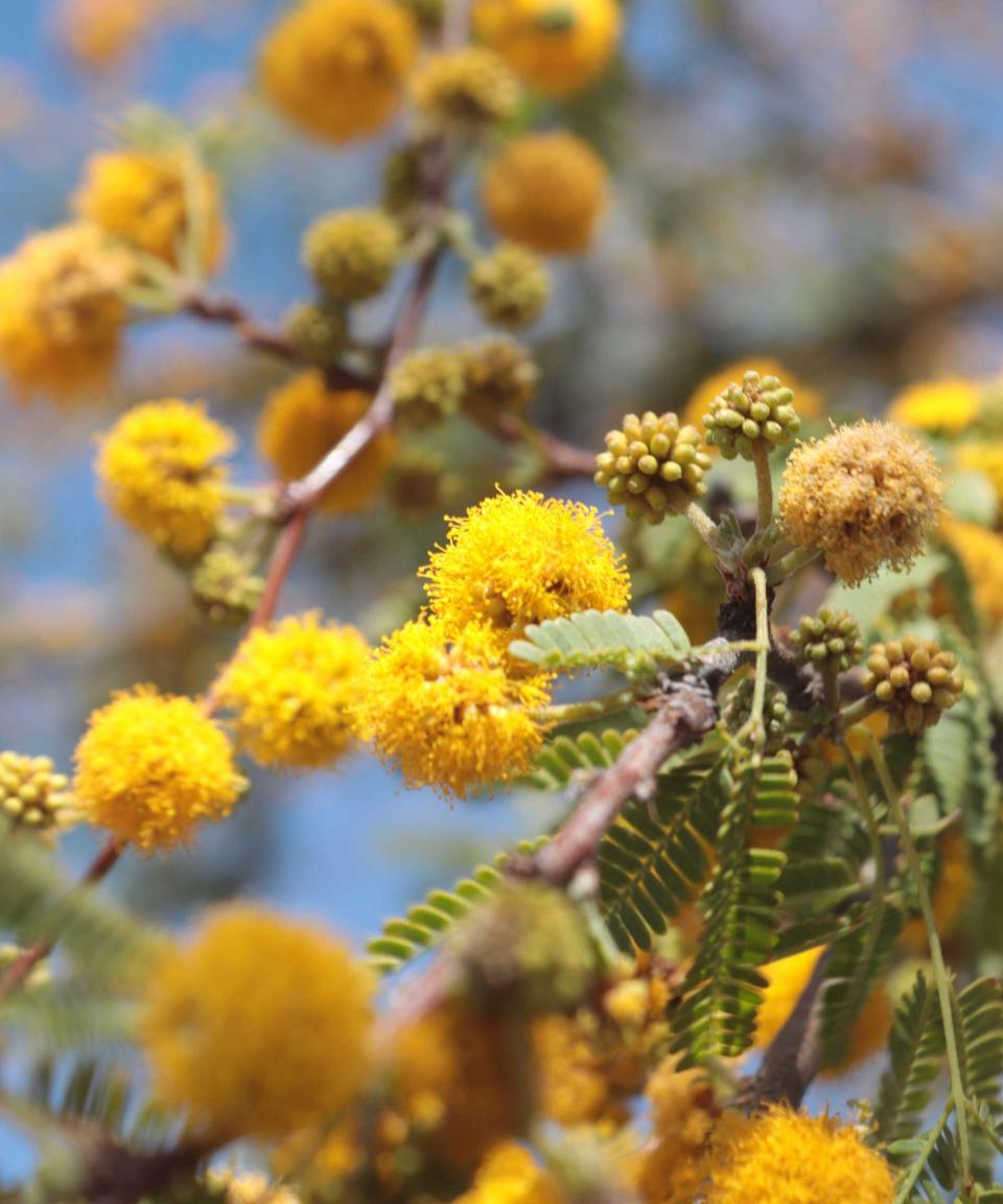 sweet acacia tree in bloom