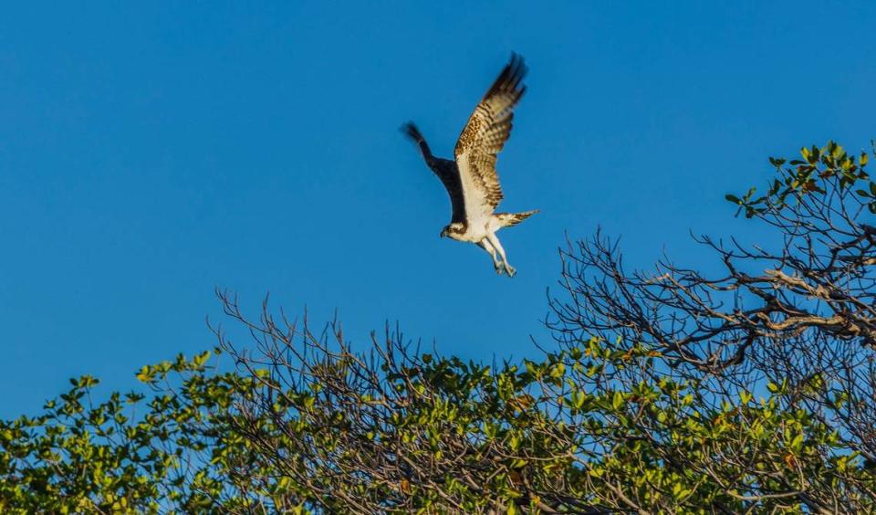 Un águila pescadora vuela alrededor de Bird Key, una isla privada en la bahía de Biscayne que ahora está a la venta ante el enfado de ecologistas, porque urbanizadores pudieran construir en la isla, desplazando a todas las aves, el jueves 23 de mayo de 2024.