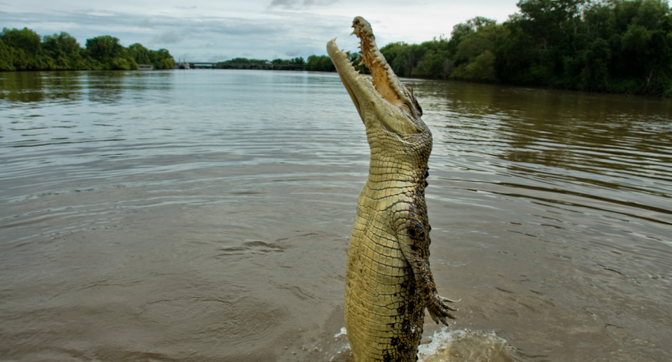 A crocodile jumping out of the water in Australia. 