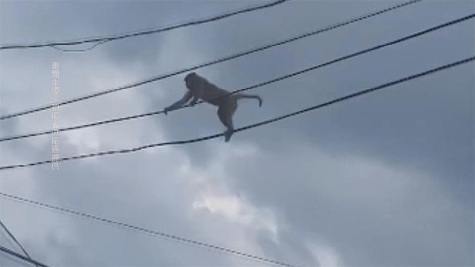 獼猴下山鬧區出沒　爬電線過馬路　與人類的距離越來越近