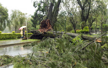 Residents walk past a tree that was toppled by Typhoon Goni in Baguio city in northern Philippines August 22, 2015. REUTERS/Harley Palangchao