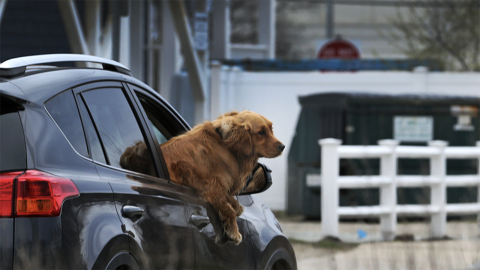 can dogs see out of windows