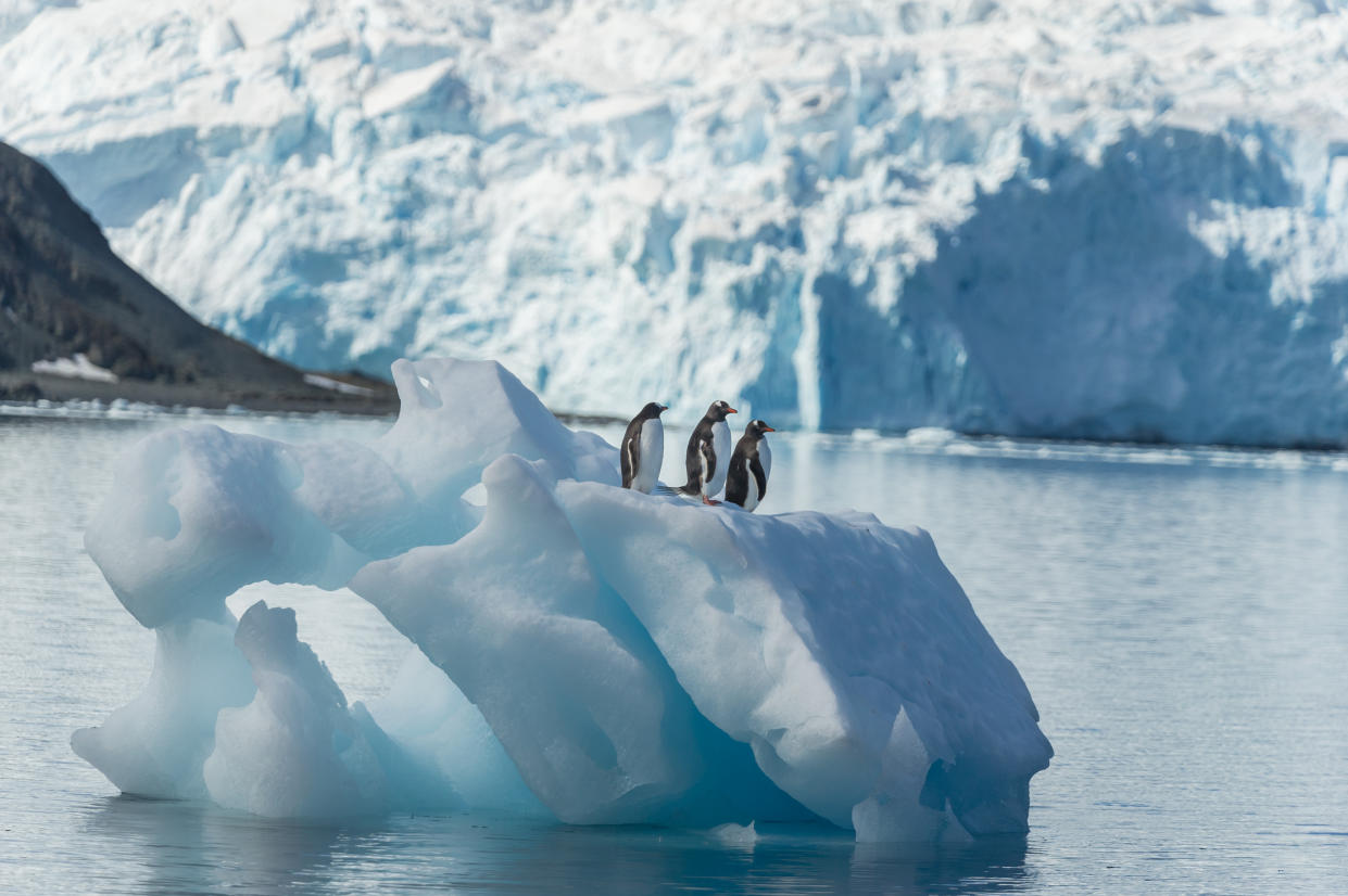  Three Gentoo penguins stand on an iceberg in Antarctica. 