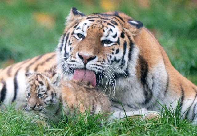 Brother and sister tiger cubs explore their enclosure at zoo