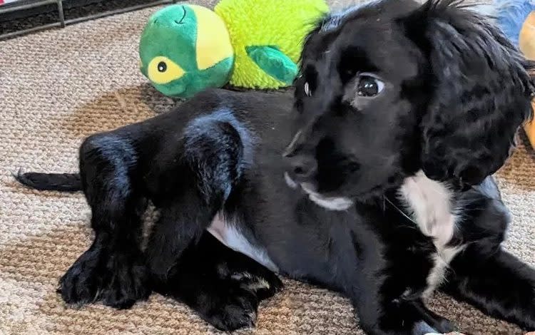 Ariel, the dog with six legs, has had surgery to remove the two extra limbs