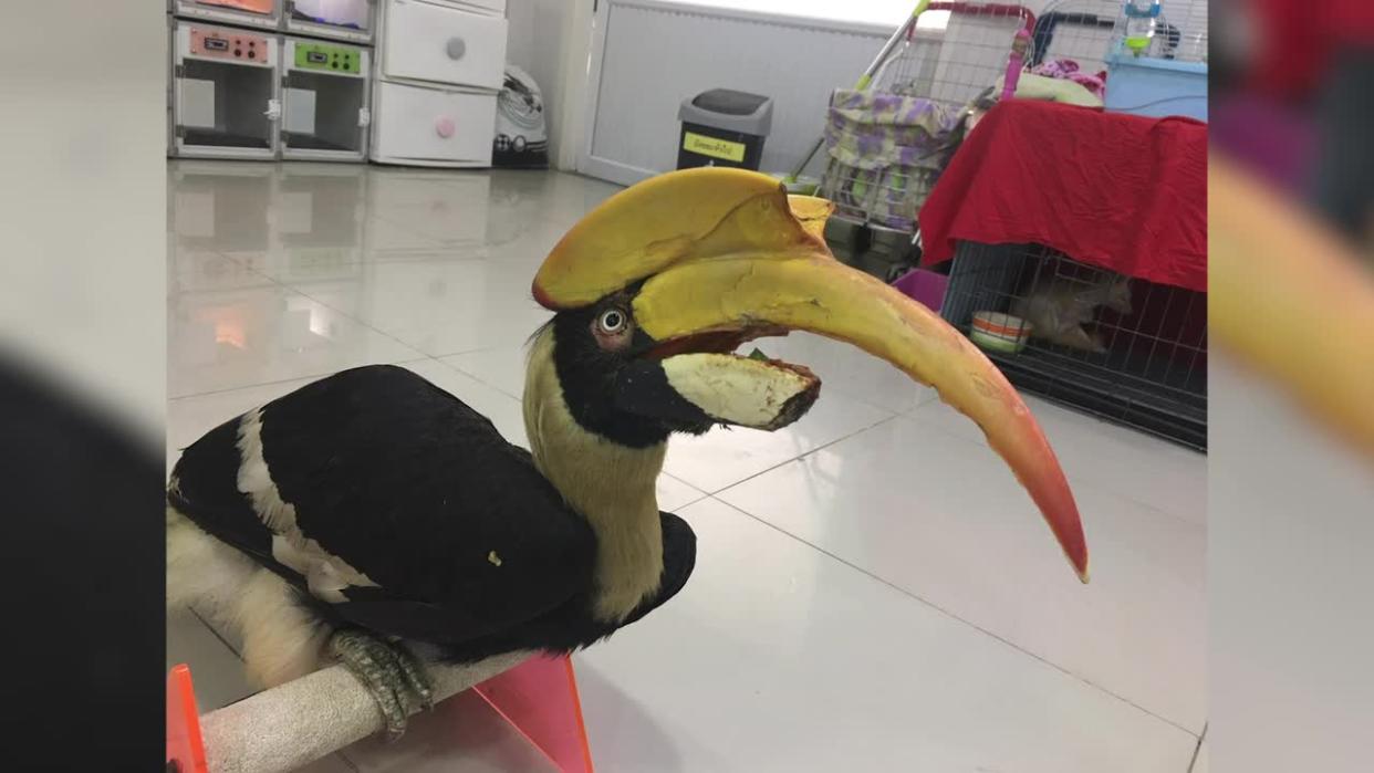 Injured hornbill found with beak snapped off has prosthetic replacement made with 3D printer