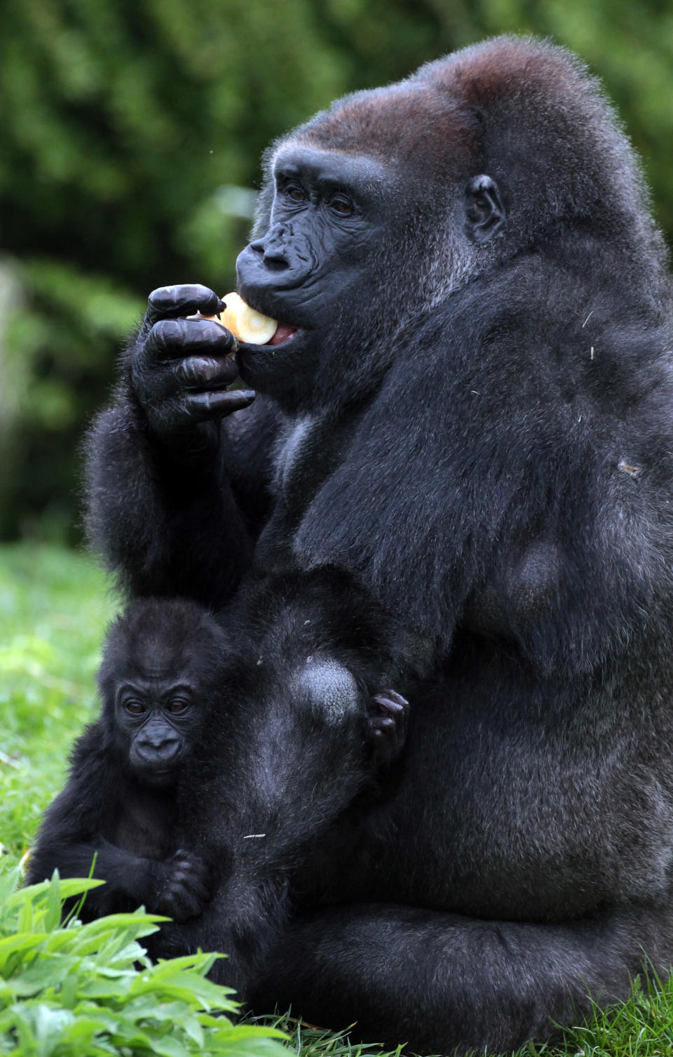 Kukena, Bristol Zoo's Baby Gorilla Starts To Walk