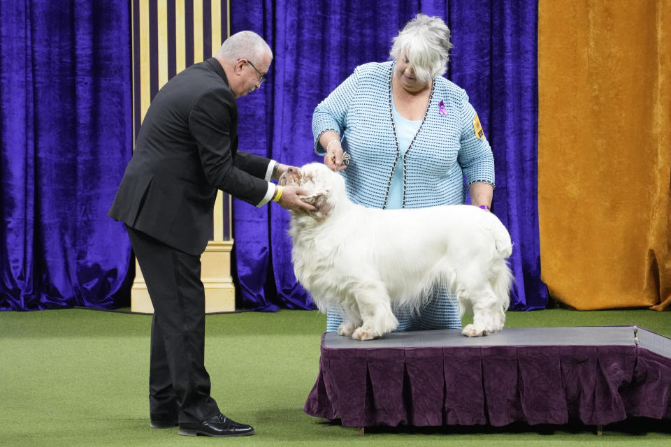 James, a Clumber spaniel, competes in the sporting group during the 147th Westminster Kennel Club Dog show, Tuesday, May 9, 2023, at the USTA Billie Jean King National Tennis Center in New York. (AP Photo/Mary Altaffer)