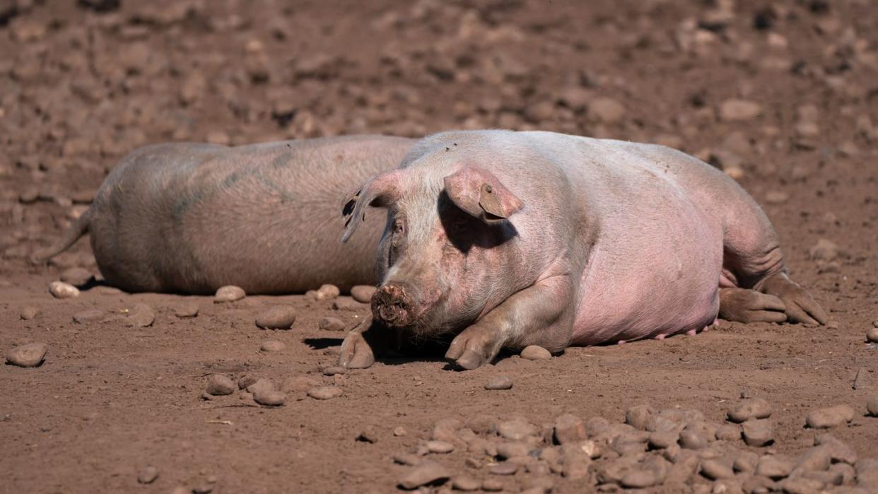 Schweine auf einem Bauernhof in Staffordshire. Wegen einer CO2-Krise in Großbritannien drohen nach Ansicht der Lebensmittelindustrie bald akute Versorgungsprobleme in Supermärkten und Gastronomie.