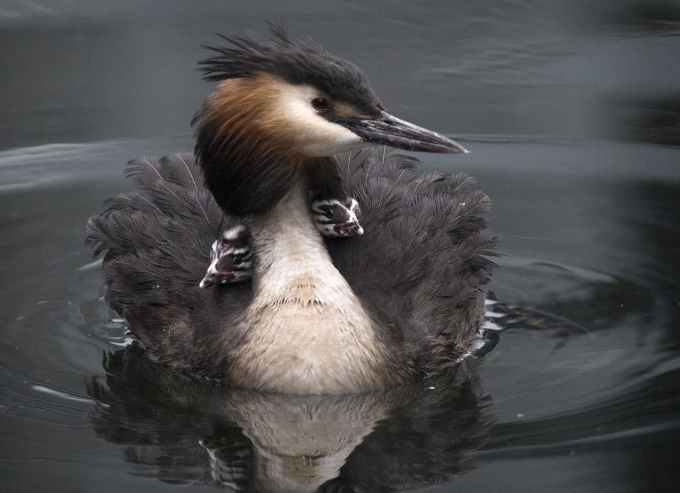 Grebe and her young