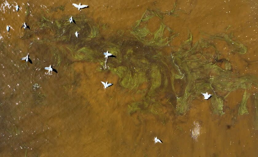 BERKELEY, CALIFORNIA - AUGUST 24: In an aerial view, birds fly over brownish water from an algal bloom in the San Francisco Bay on August 24, 2022 in Berkeley, California. Sections of the San Francisco Bay are being turned brown by a potentially harmful algal bloom. The California Department of Public Health has identified the algae and says it is currently not harmful to humans but could be fatal to fish and some marine life if exposed to a high concentrations of the algae. (Photo by Justin Sullivan/Getty Images)