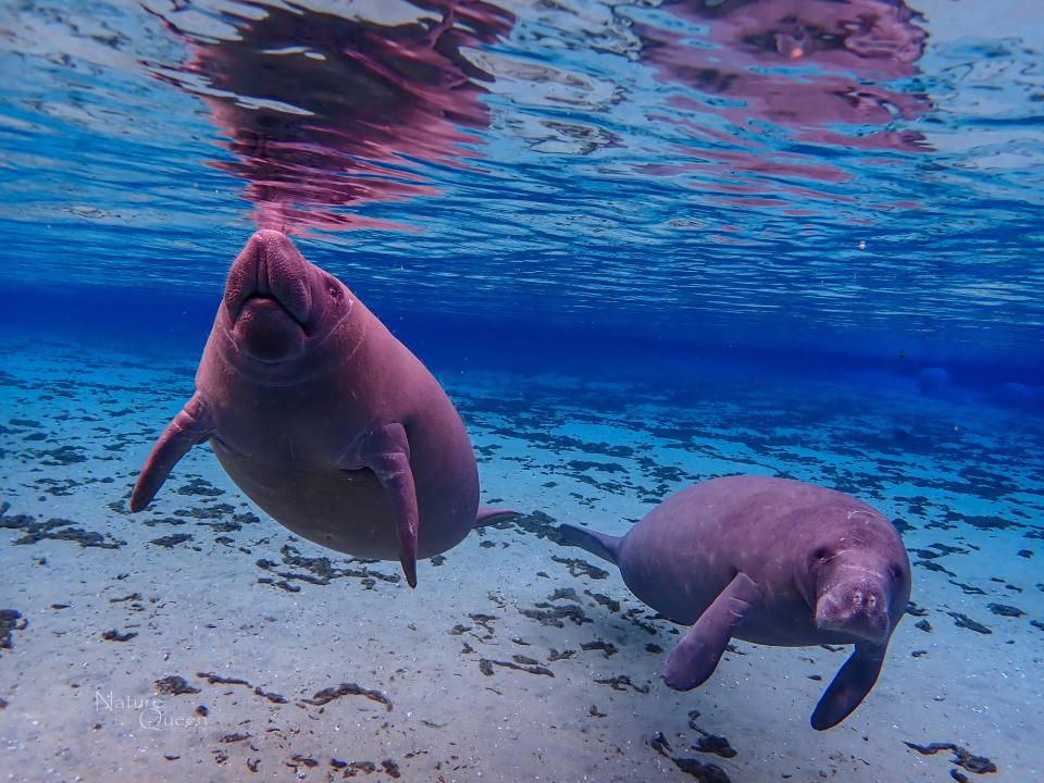 Mama and baby manatees at Silver Glen Springs, Ocala. Camera used was a Canon R5 with a Sigma 150-500 lens. 