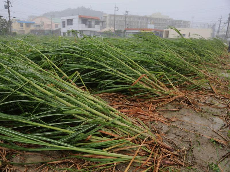 Zuckerrohr wurde von dem Sturm einfach umgeknickt. Foto: Hitoshi Maeshiro