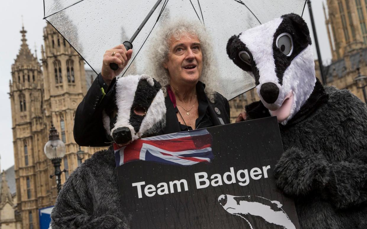 Anti-badger cull campaigner Sir Brian May takes his message to the streets