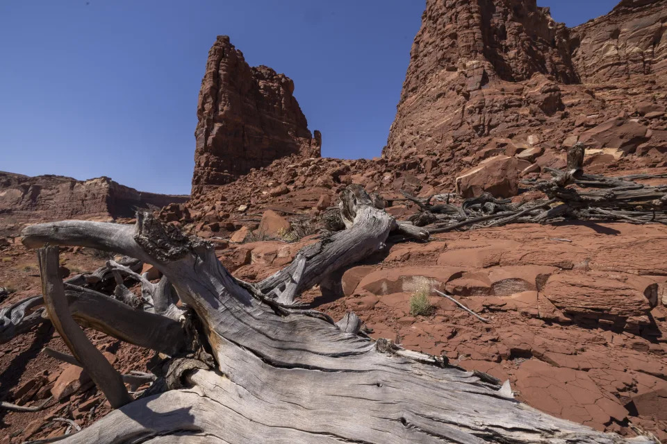 Bone-dry logs and driftwood seen against craggy formations of igneous rock.