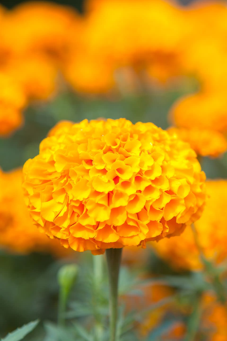 summer flowers, close up of a yellow marigold flower