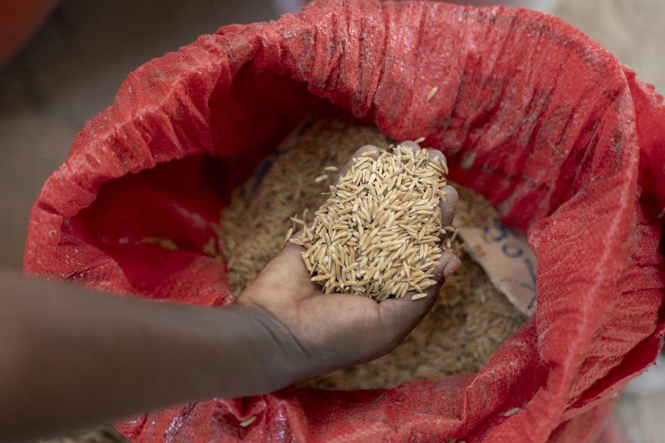 Mariama Sonko and other members of the "Nous Sommes la Solution" (We Are the Solution) movement take a census of the different varieties of rice in the Casamance village of Niaguis, Senegal, Wednesday, March 7, 2024. This quiet village in Senegal is the headquarters of a 115,000-strong rural women's rights movement in West Africa, We Are the Solution. Sonko, its president, is training female farmers from cultures where women are often excluded from ownership of the land they work so closely.(AP Photo/Sylvain Cherkaoui)