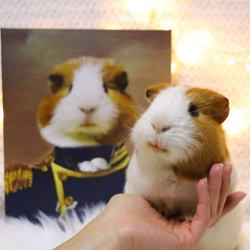 The Admiral - Custom Pet Canvas- guinea pig example