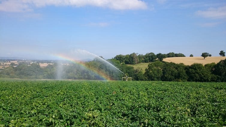 Field with sprinklers