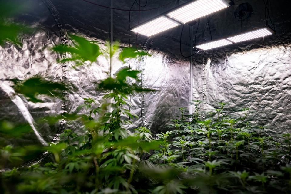 Angeblich sollte das Geld der Juicy-Field-Nutzer in den Aufbau von Cannabis-Plantagen wie dieser fließen. (Symbolbild) - Copyright: Getty Images/ skaman306