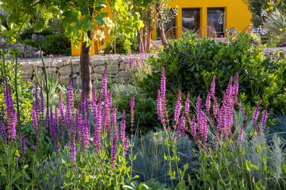 7. Choose the right plants for a south-facing garden