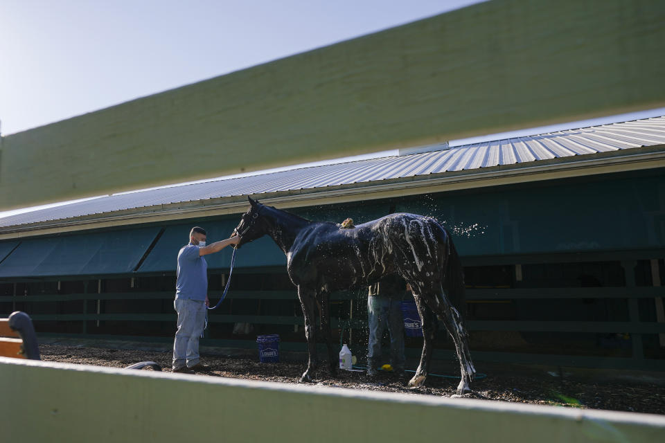 Kentucky Derby winner Medina Spirit is groomed after a morning exercise at Pimlico Race Course ahead of the Preakness Stakes horse race, Tuesday, May 11, 2021, in Baltimore. (AP Photo/Julio Cortez)