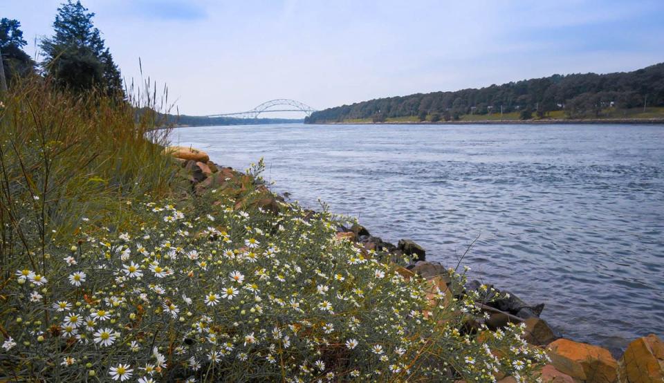 U.S. Amry Corps on Engineers Park Ranger Cornia Danielson is giving a talk on how the Cape Cod Canal's flora changes with the seasons on March 24 at the Cape Cod Museum of Natural History.