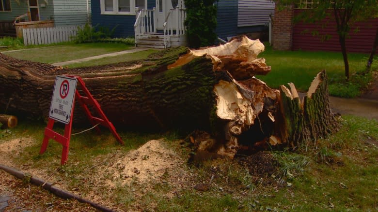 Cleanup underway after Friday storm topples trees across Edmonton