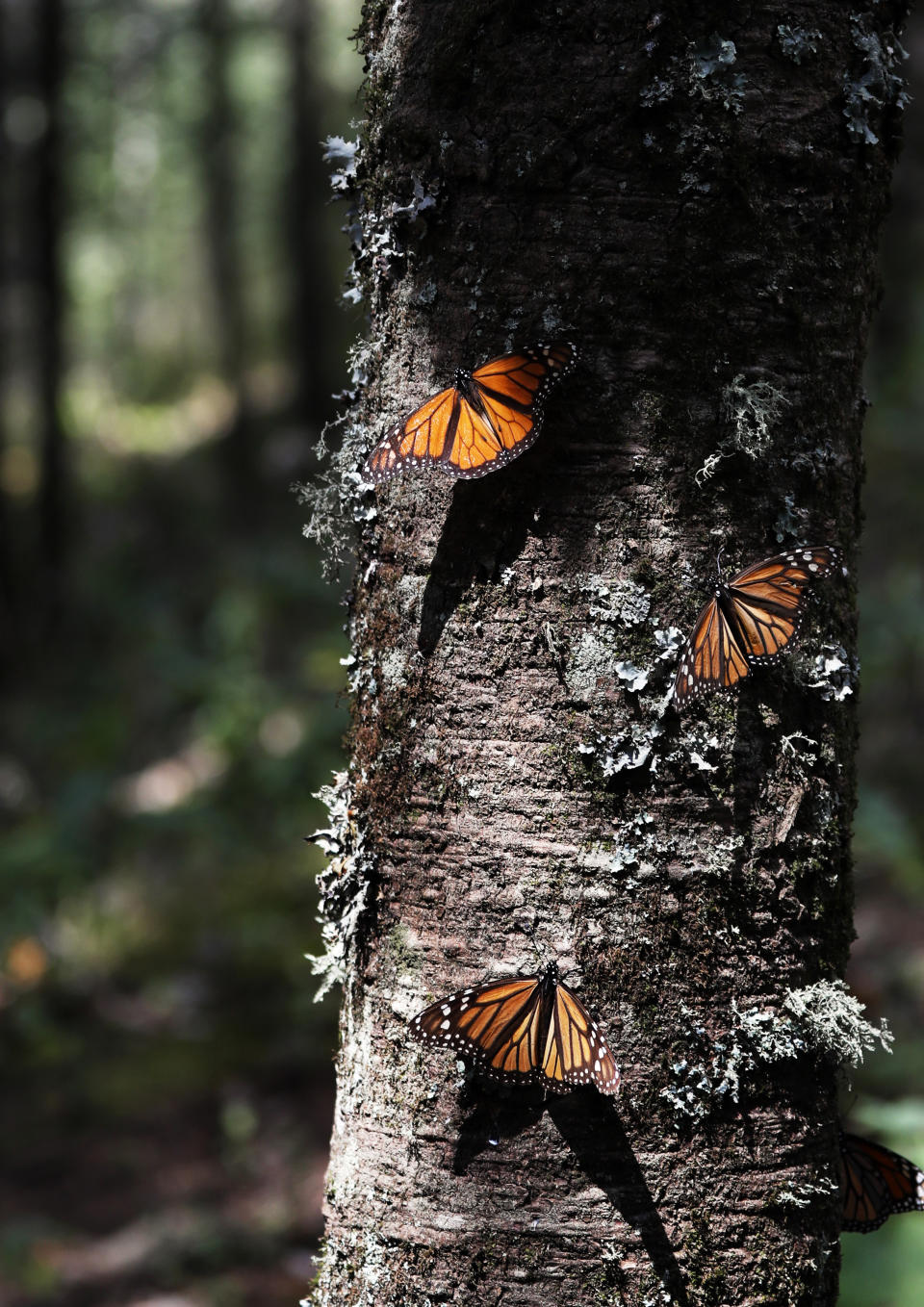Mariposas monarca reposan en el tronco de un árbol en el santuario de Amanalco de Becerra en las montañas cerca del extinto volcán del Nevado de Toluca en México, el jueves 14 de febrero de 2019. (AP Foto/ Marco Ugarte)
