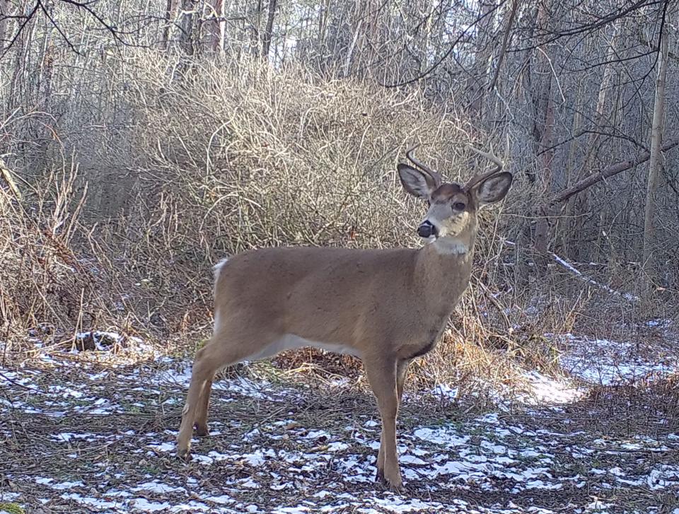 Though most bucks have shed their antlers, a few still carry them well into March.