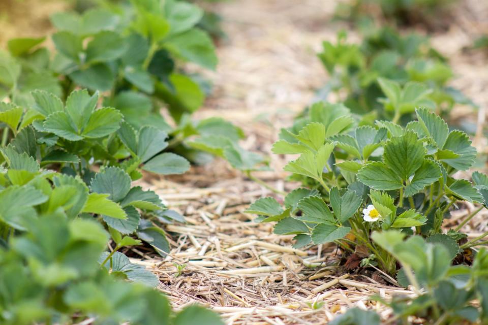 organic mulch