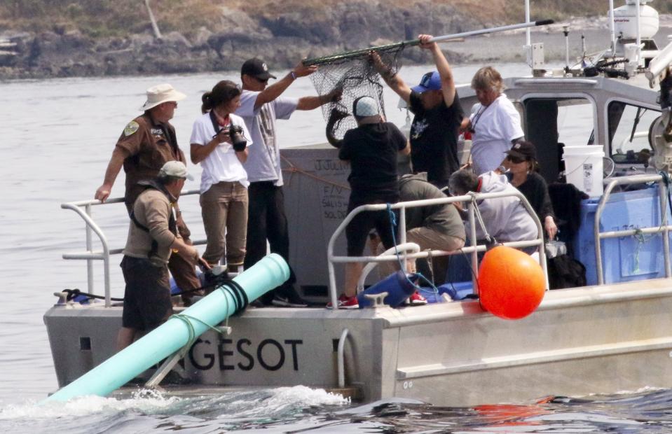 Aboard a Lummi Nation police boat, tribal members, NOAA and others use a dip net to lift a chinook salmon from a fish tote to release through the green tube as a test into waters off San Juan Island, Wash., as viewed from aboard the King County Research Vessel SoundGardian, Friday, Aug. 10, 2018. With the whale far away and a bin full of salmon pulled that morning from a state hatchery, crews did a practice run to work out the logistics of feeding live fish to a whale while staying ahead of it in a boat. The young female killer whale was too far north in Canadian waters for teams in boats carrying salmon to try to feed the emaciated animal Friday. (Alan Berner/The Seattle Times via AP, Pool)