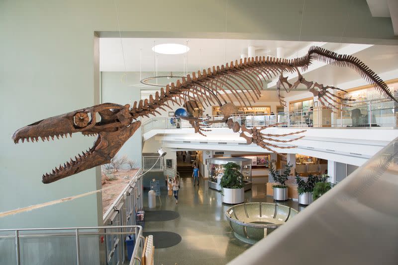 A cast of the mosasaur Gnathomortis stadtmani's bones mounted at Brigham Young University's Eyring Science Center are seen in Provo