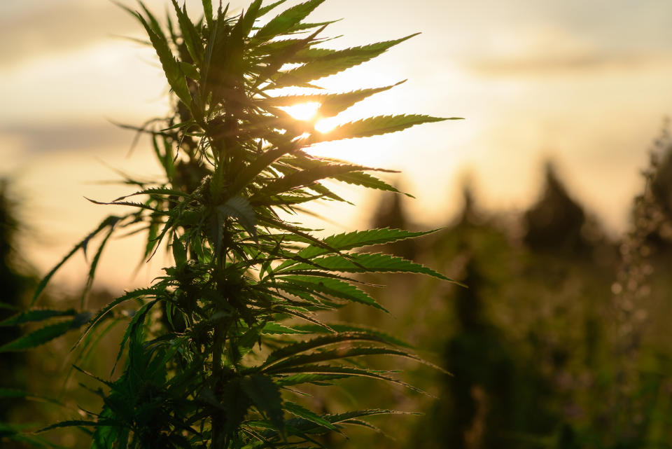 A hemp plant growing in an outdoor farm at sunrise.