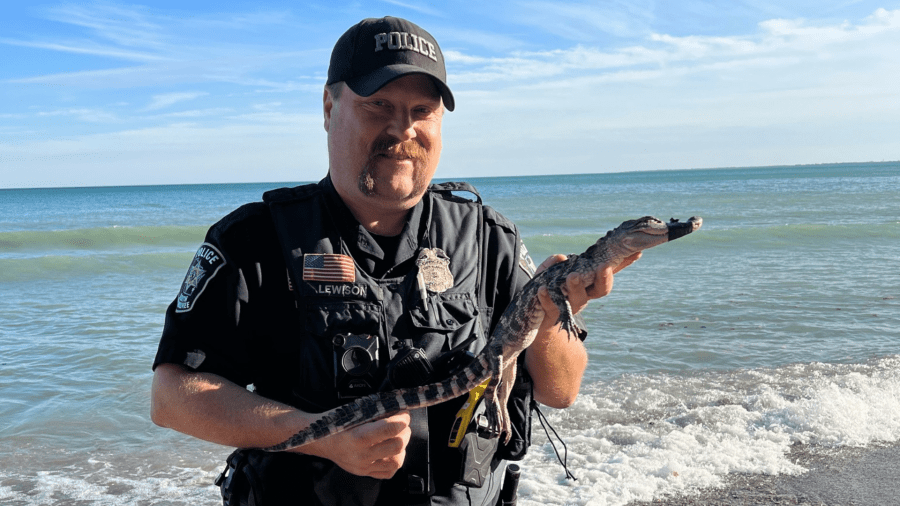 Alligator found on the beach of Grant Park in South Milwaukee. (South Milwaukee Police Department)