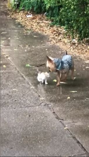 萌犬海瑟不斷回頭關心小奶貓。（圖／翻攝自YouTube）
