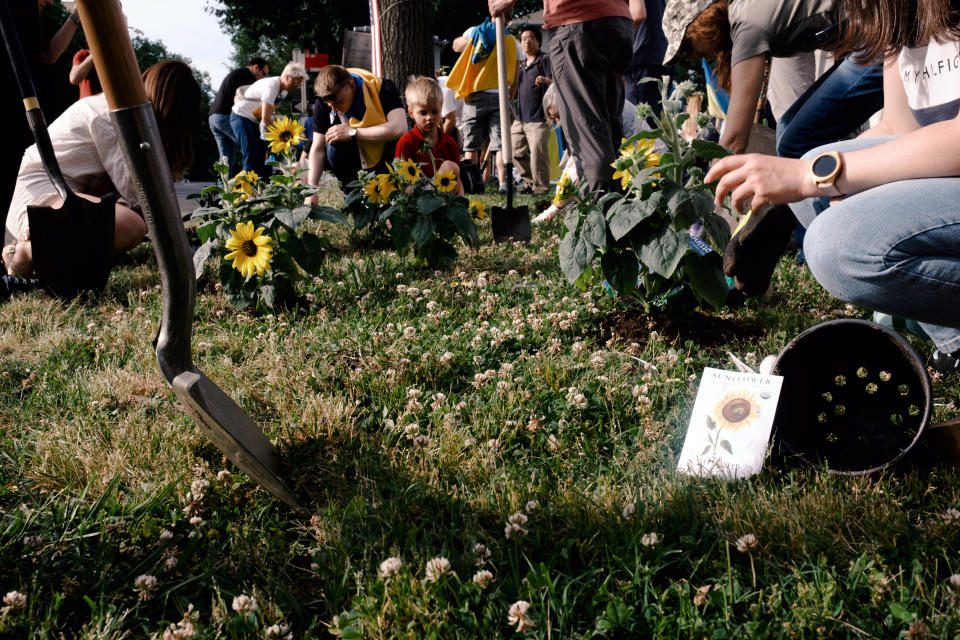 Manifestantes plantan girasoles frente a la embajada rusa en Washington, el 27 de mayo de 2023. Los vecinos afirman que las flores plantadas en apoyo a Ucrania fueron desenterradas durante la noche. (Kyna Uwaeme/The New York Times).