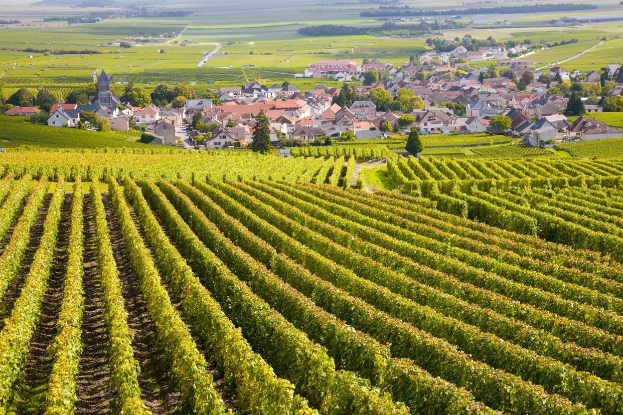 Vineyards in Burgundy, France