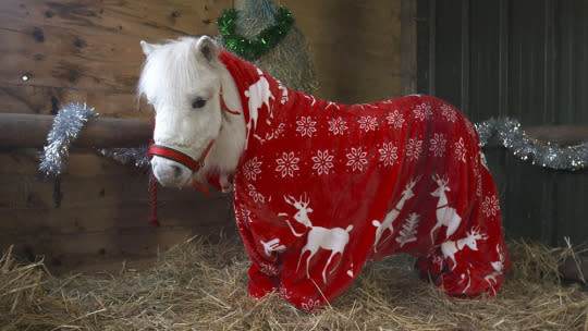 This festive ‘four-sie’ keeps a tiny Shetland pony warm