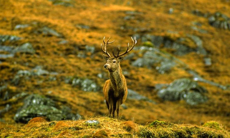 <span>Photograph: John Bracegirdle/Alamy</span>