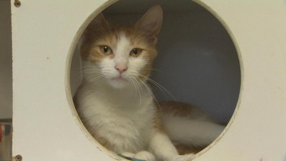 One of the cats staying in the full shelter at the Oromocto and Area SPCA.