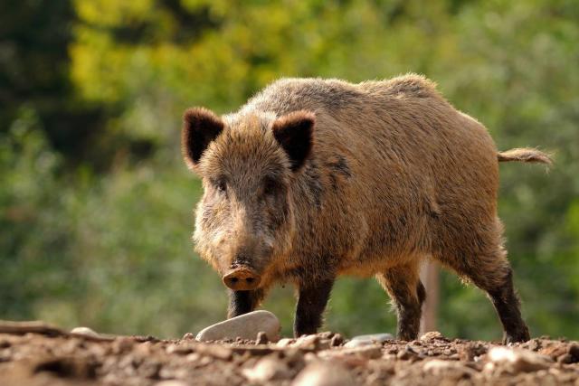 Feral Hogs Are the Worst Invasive Species You've Never Thought