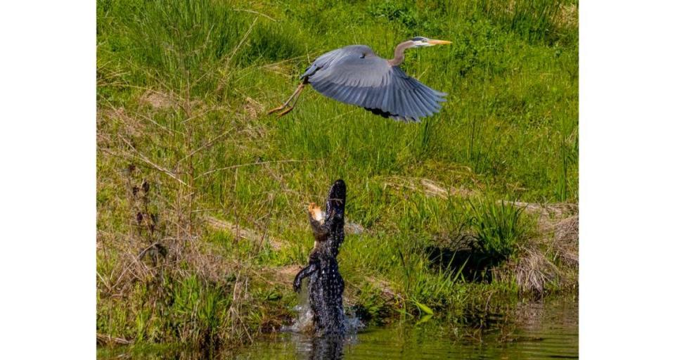 An alligator apparently trying to protect its eggs lashes out at a blue heron earlier this month at a lagoon near the fourth hole of the Hidden Cypress golf course in Sun City. Ron Stoor, a nearby resident, said he saw the alligator on the bank and got his camera ready to capture the action. With warmer weather of spring on the way, the S.C. Department of Natural Resources issued a warning to avoid swimming in lagoons and to keep pets away from the edge of the water.