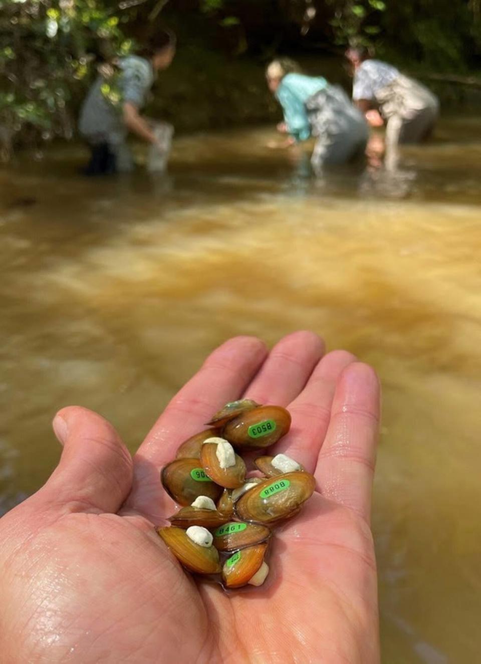 Endangered Carolina Heelsplitter mussels, shown with identification numbers and pit tags, were placed recently into Flat Creek in Lancaster County.