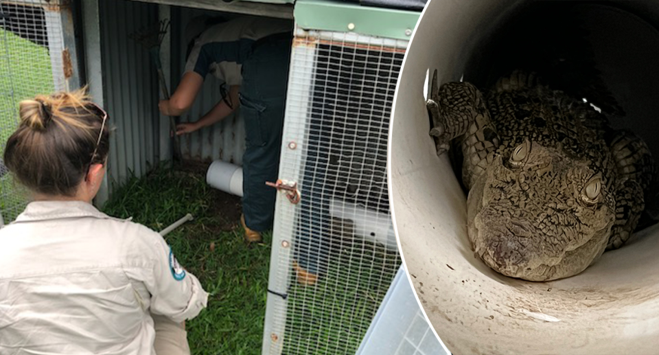 Left - rescuers working to remove the crocodile from the chicken shed. Right - a close up of the crocodile inside a PVC pipe.