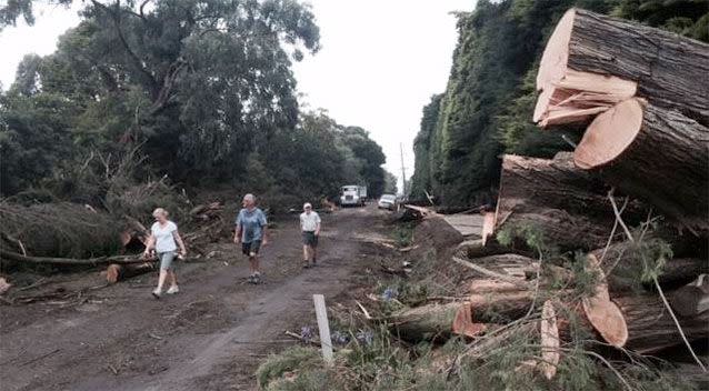 Trees brought down at Somerville as a powerful storm lashed parts of Melbourne yesterday afternoon. Photo: Supplied