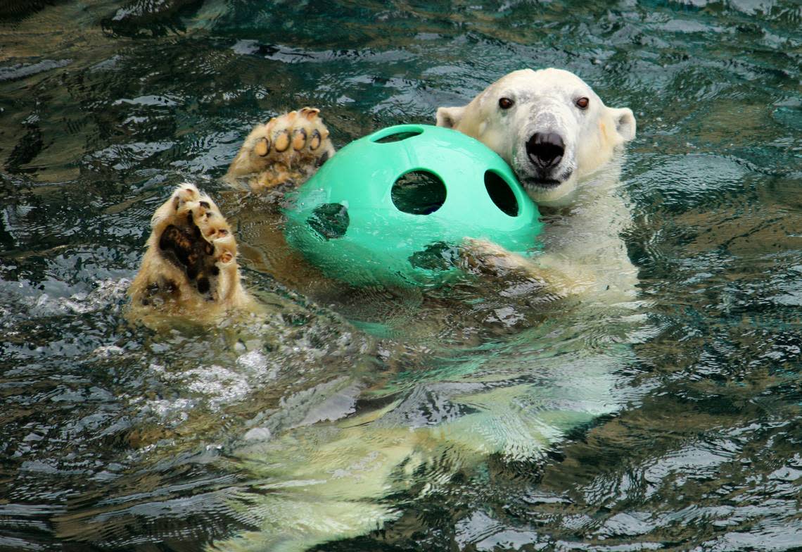 Berlin, the 33-year-old polar bear at the Kansas City Zoo, was euthanized after treatment options for health issues had been exhausted.